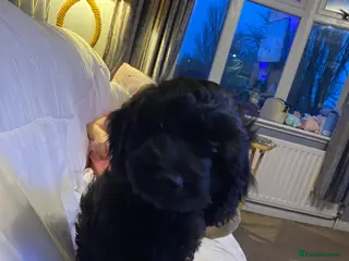 Cavapoo dogs Gorgeous Cavapoo puppies - Advert 4