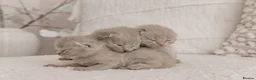 British Shorthair cats for sale: Beautiful British short hair kittens 🐈‍⬛ in Milford Haven - Advert 4