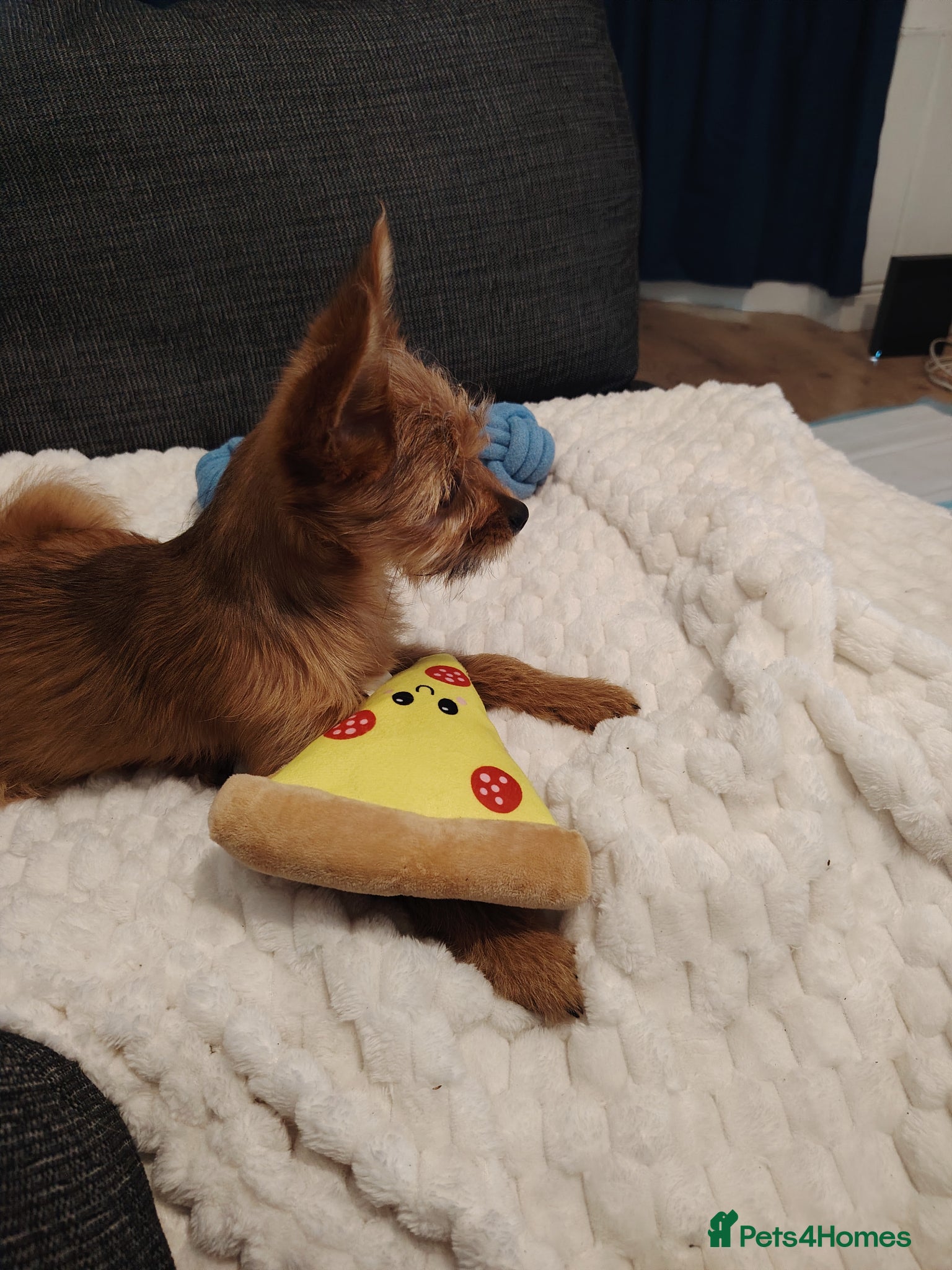 Mixed Breed dogs for sale: Terrier mix with Pomeranian puppy - Advert 7
