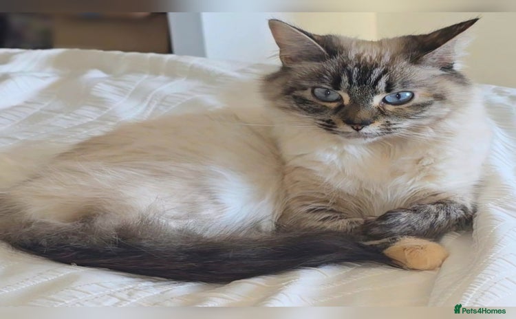 Ragdoll cats - Advert 2