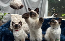 Ragdoll cats for sale: 4 Gorgeous Ragdoll Kittens **Ready to go now** - Image 1