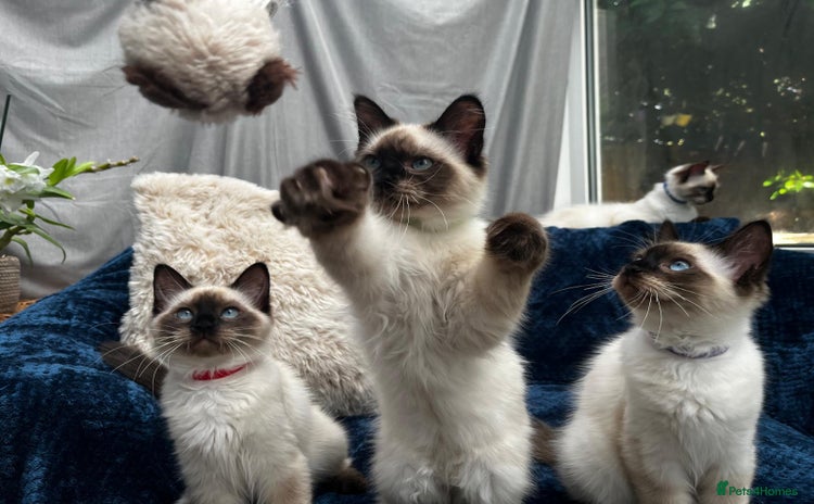 Ragdoll cats - Advert 1