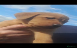 Labrador Retriever dogs for sale: Red fox labrador puppy's  - Image 9