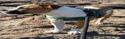 American Bulldog dogs for sale: American Bulldog pedigree 6 month puppy - Advert 14