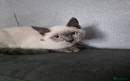 Ragdoll cats for sale: Last 2 ragdoll x British short hair - Image 6