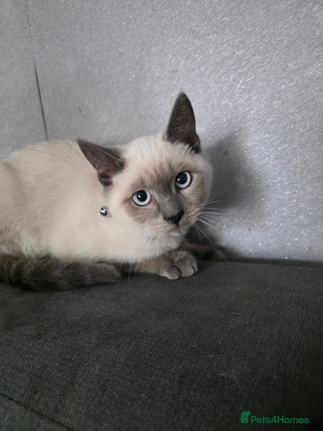 Ragdoll cats for sale: Last 2 ragdoll x British short hair - Image 6