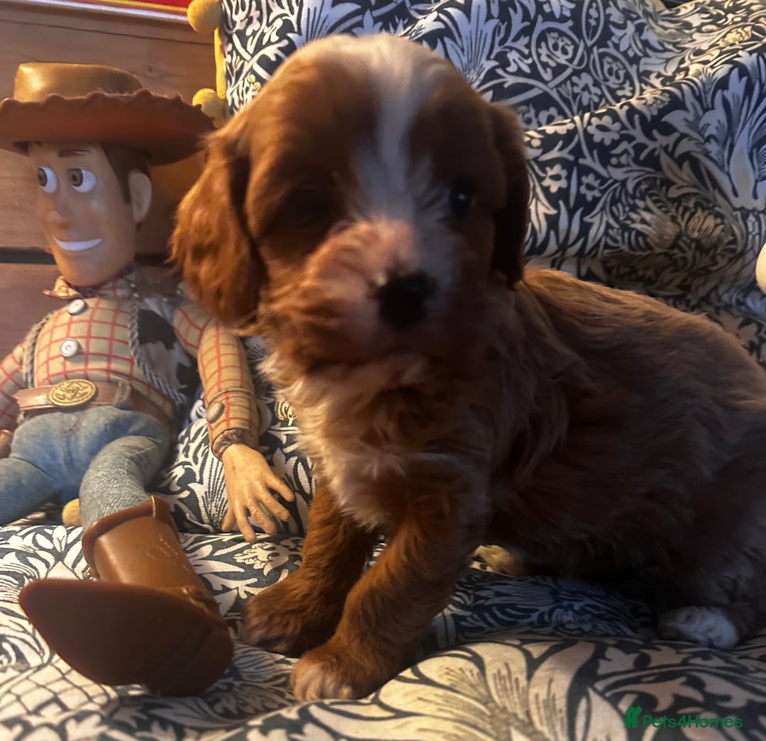 Cavapoo dogs for sale: Bright red not to curly f1 Cavapoo’s  - Advert 21