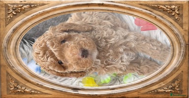 Cockapoo dogs - Advert 6