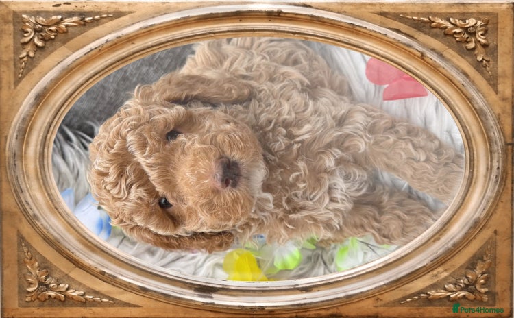 Cockapoo dogs - Advert 1