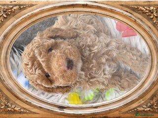 Cockapoo dogs - Advert 5
