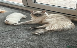 Ragdoll cats for sale: Sold please contact me for future litters.  😻 - Image 12