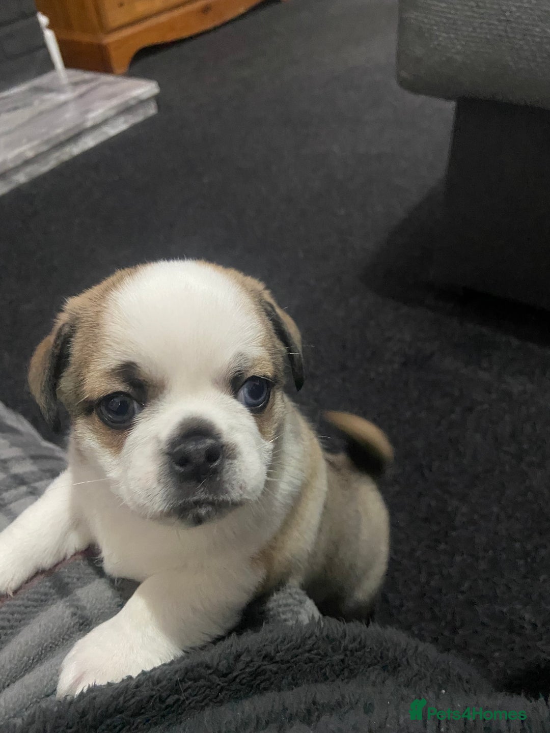 Chug dogs for sale: Stunning boy and girl Chug ready on February 7th - Advert 9