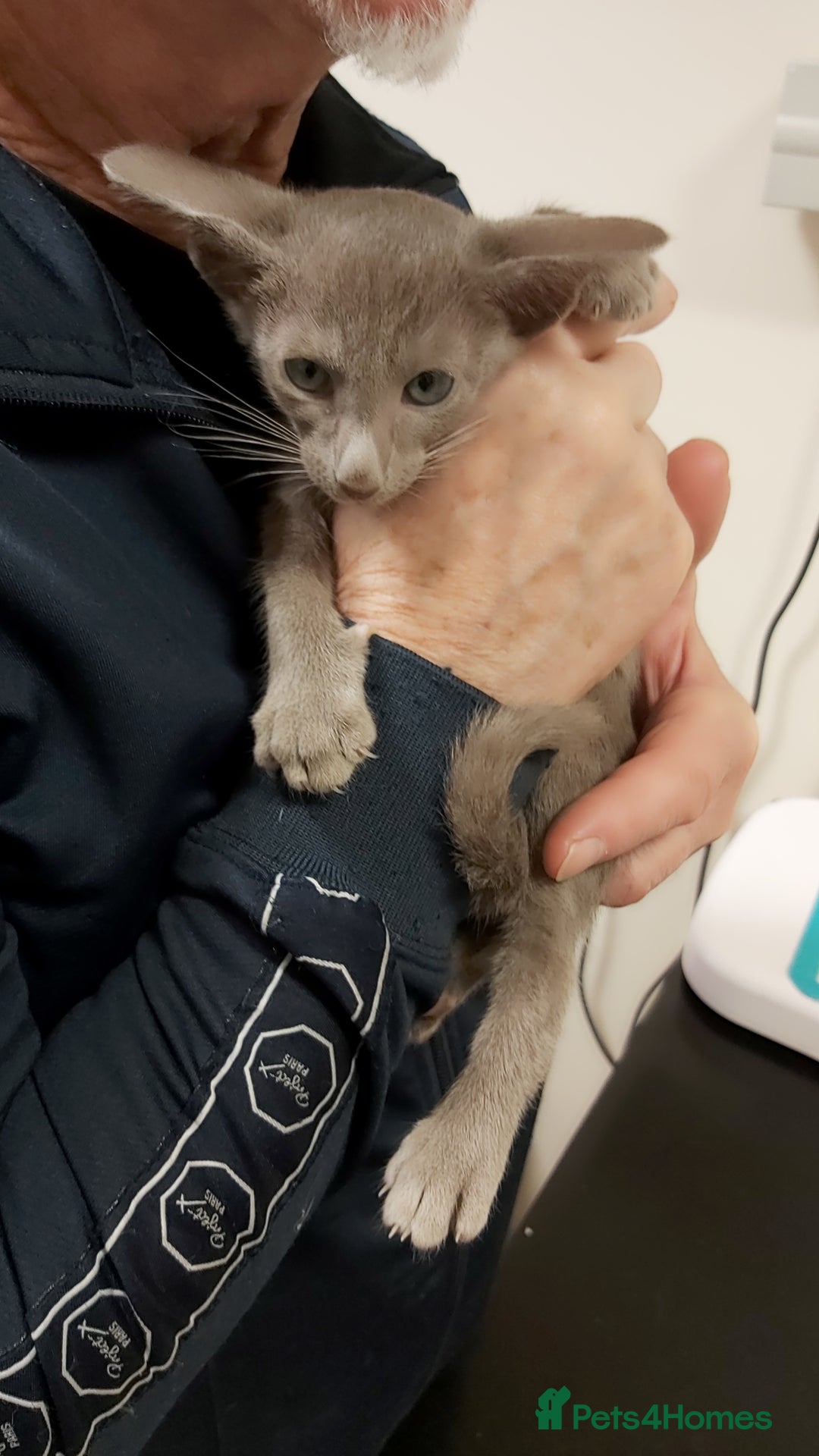 Oriental cats for sale: Full Pedigree Oriental 1 Kitten XL size ears GCCF - Advert 5