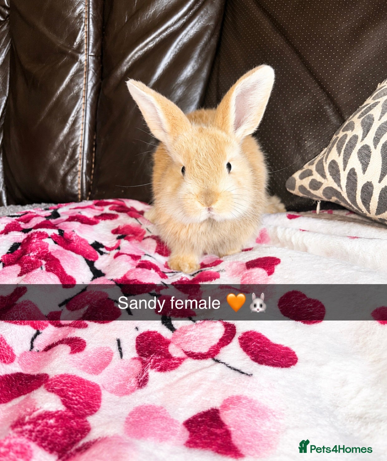 Mini Lop rabbits 🐰 ADORABLE MINI LOP BABY BUNNY FOR SALE 🐰 - Advert 1
