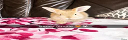 Mini Lop rabbits for sale: 🐰 ADORABLE MINI LOP BABY BUNNIES FOR SALE 🐰 in Whitchurch - Advert 3