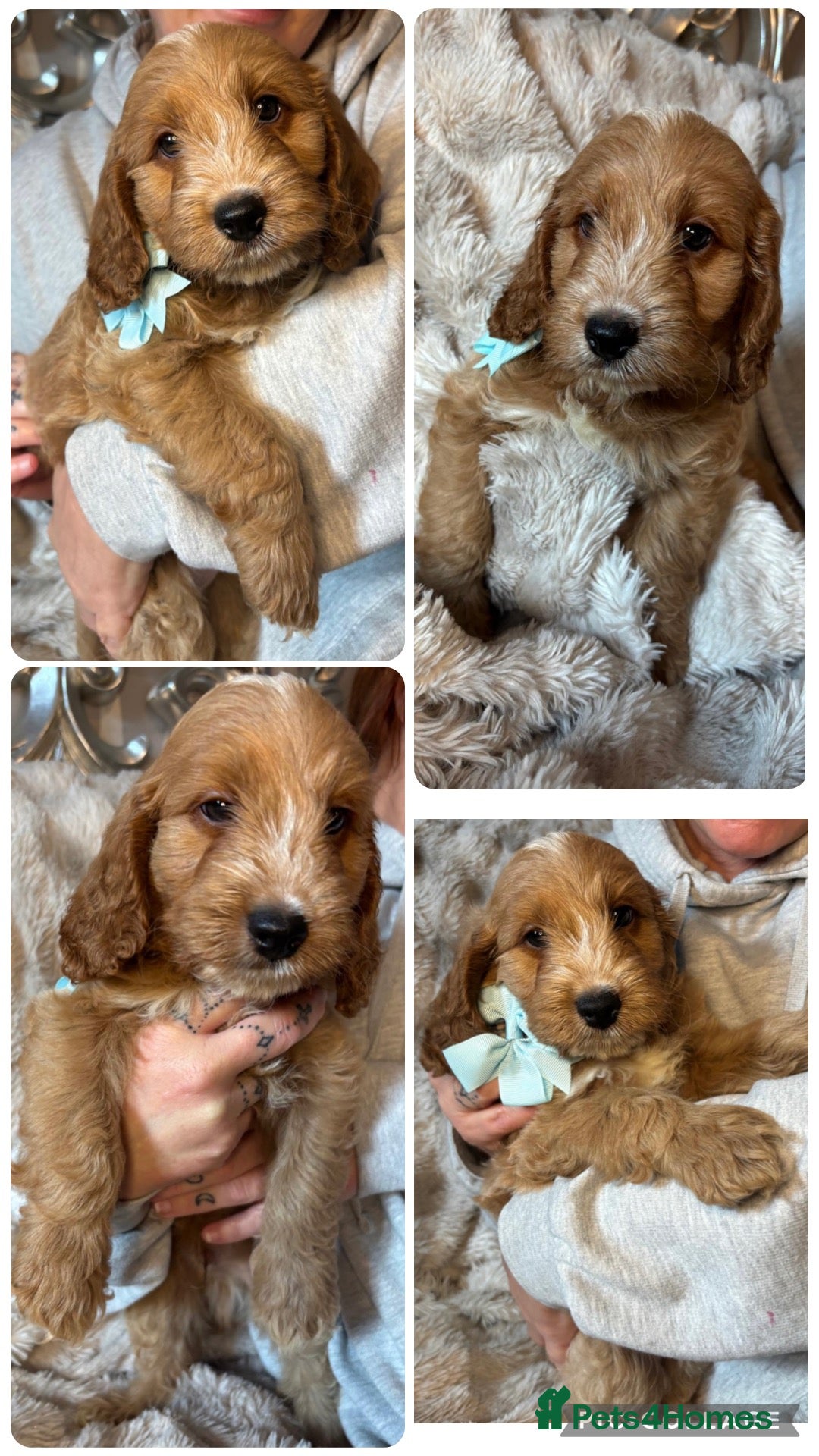 Cockapoo dogs F1 cocker poo’s  - Advert 2