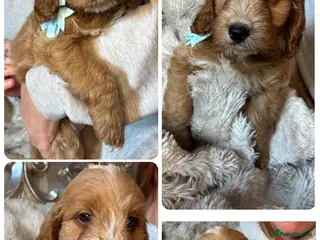 Cockapoo dogs F1 cocker poo’s - Advert 1