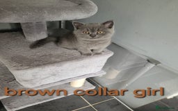 British Shorthair cats for sale: GCCF REG. ACTIVE BSH KITTENS SHOW LINES - Image 15