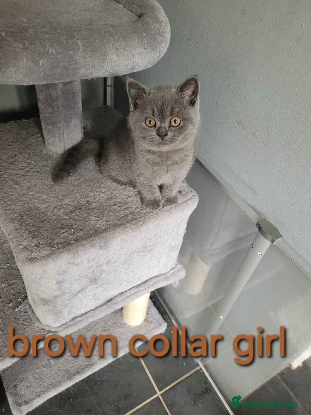 British Shorthair cats for sale: GCCF REG. ACTIVE BSH KITTENS SHOW LINES - Image 15