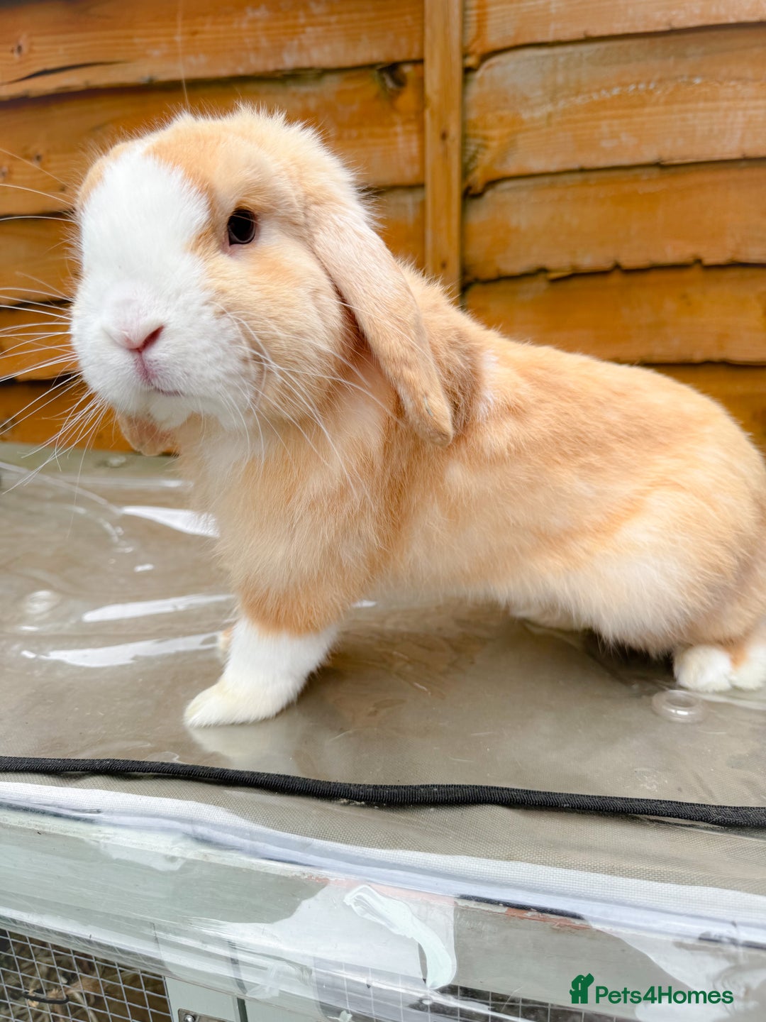 Mini Lop rabbits for sale: Mini Lop Buck  - Advert 10