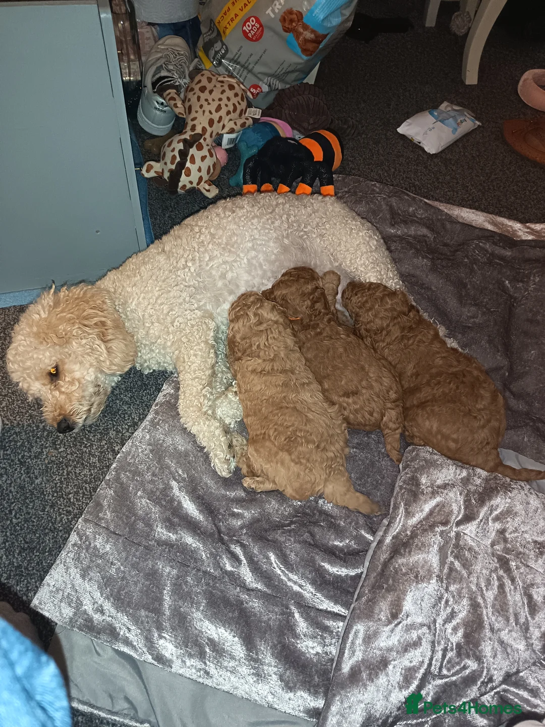 Cockapoo dogs for sale: Cockapoo puppies for sale  in Lincoln - Advert 2