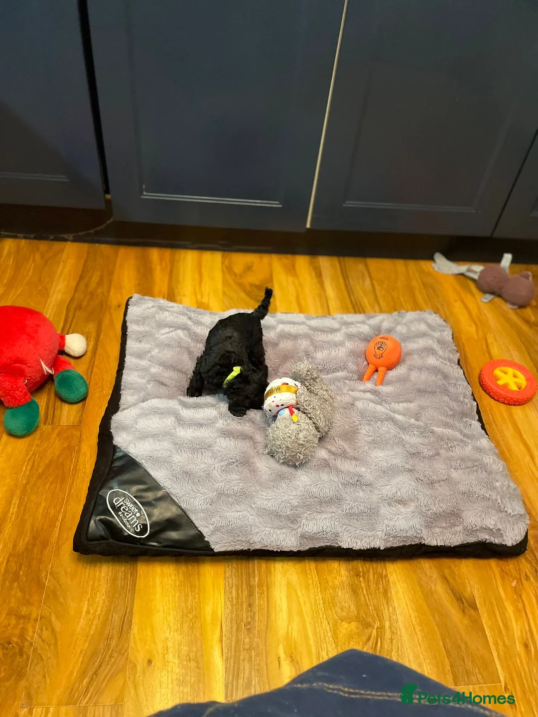 Cockapoo dogs for sale: Rare Black Tightly Curled Cockapoo Puppies - Advert 12