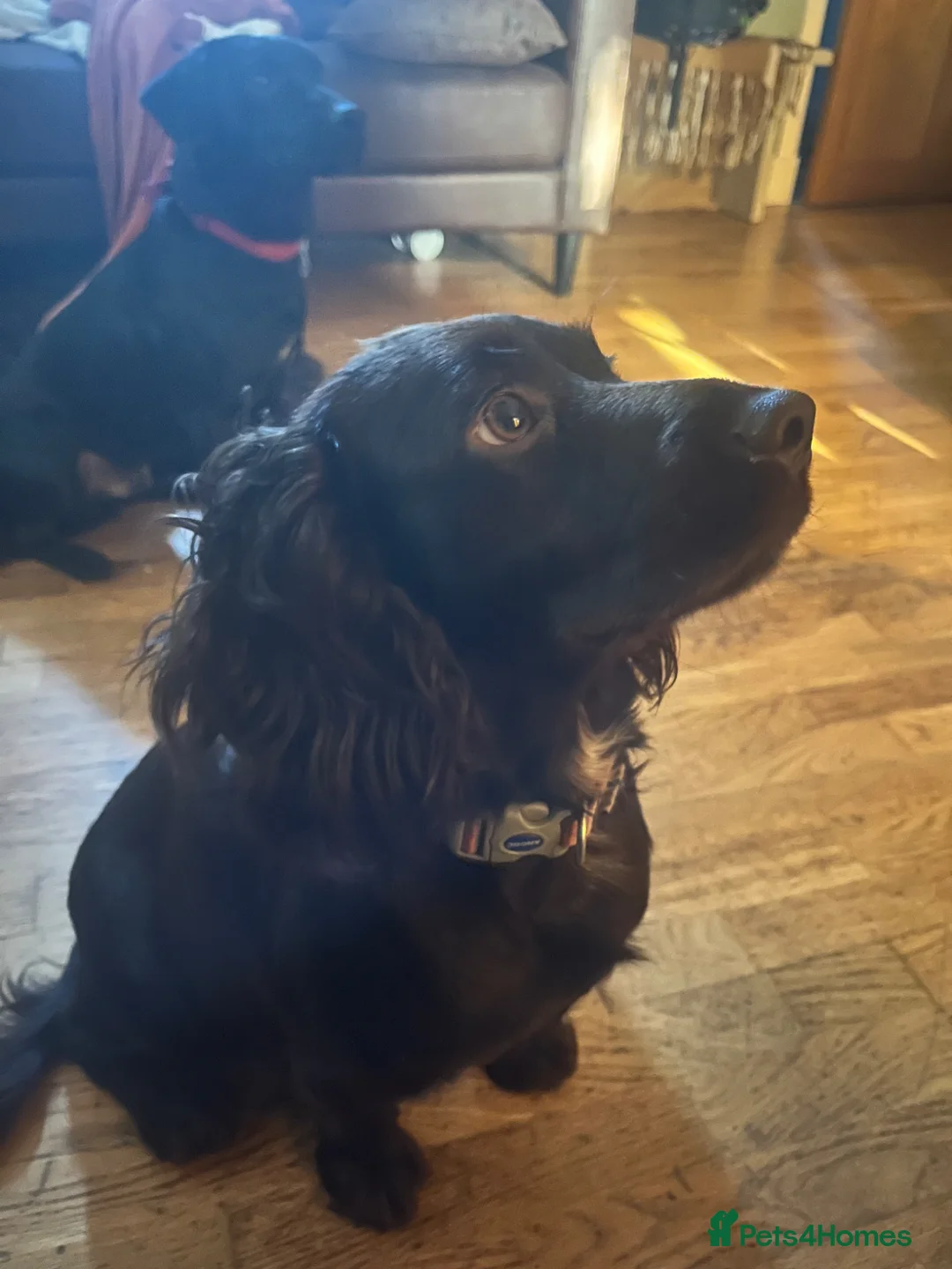 Mixed Breed dogs for sale: 5 beautiful lively pups. - Advert 1