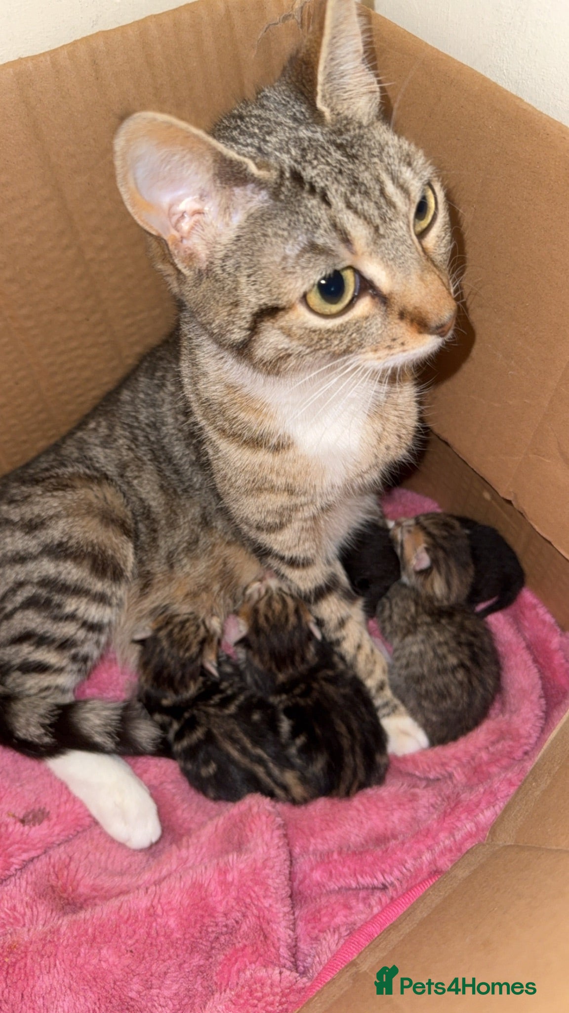 Mixed Breed cats Beautiful mixed kittens - Advert 2