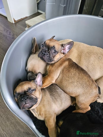 French Bulldog dogs Last 2 females left ready for there forever homes - Advert 12