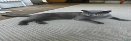 British Shorthair cats for sale: Smokey - Advert 2