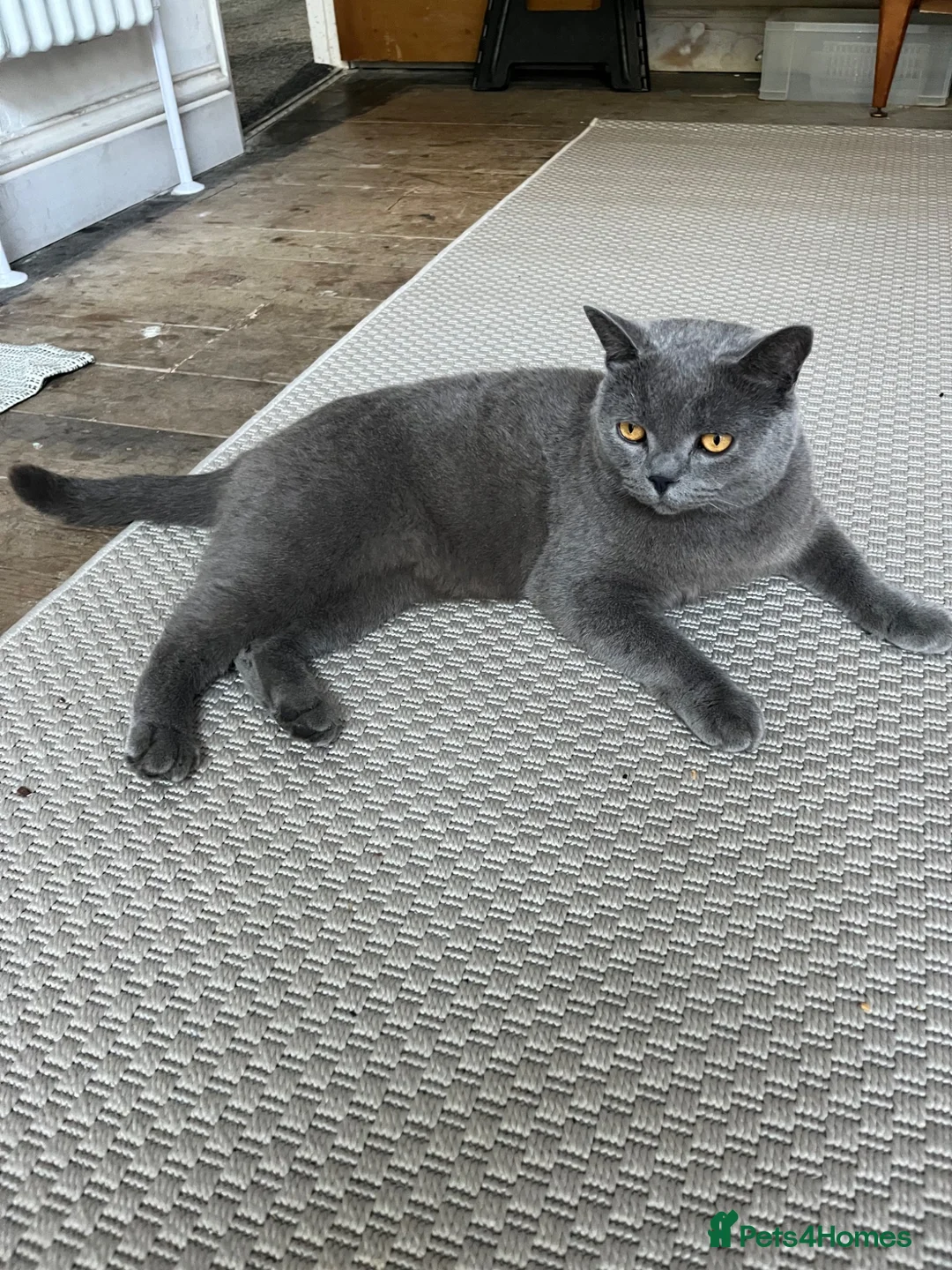 British Shorthair cats for sale: Smokey - Advert 2
