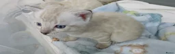 Mixed Breed cats for sale: Beautiful Snow White Bengal Kittens - Advert 3