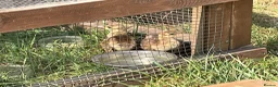 Peafowl poultry for sale: 2 Pea Chicks - Advert 6