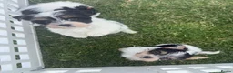 Yorkshire Terrier dogs for sale: Miniature Yorkshire Terrier Puppies (RARE BIEWER) - Advert 7