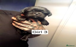 Mixed Breed dogs for sale: Pugzu puppies  - Image 6