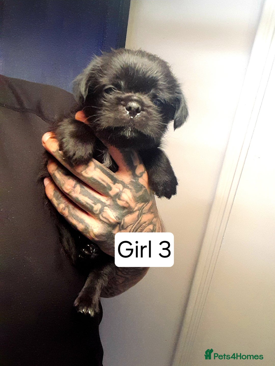 Mixed Breed dogs for sale: Pugzu puppies  - Image 6