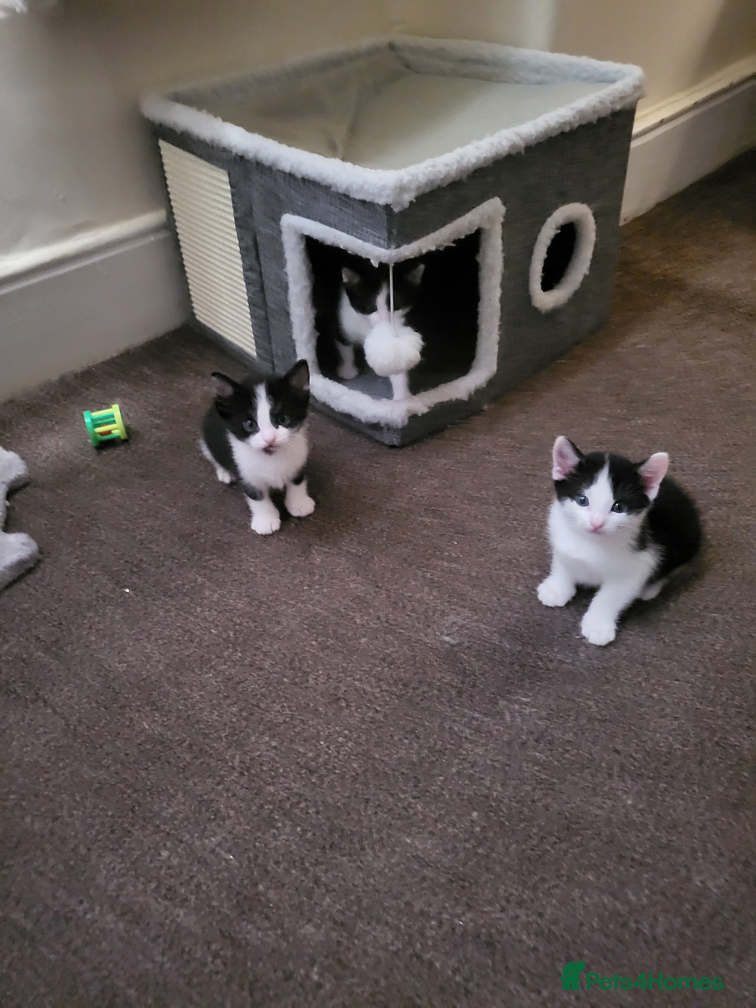 Mixed Breed cats Beautiful black and white kittens 😸 FOR SALE - Advert 9