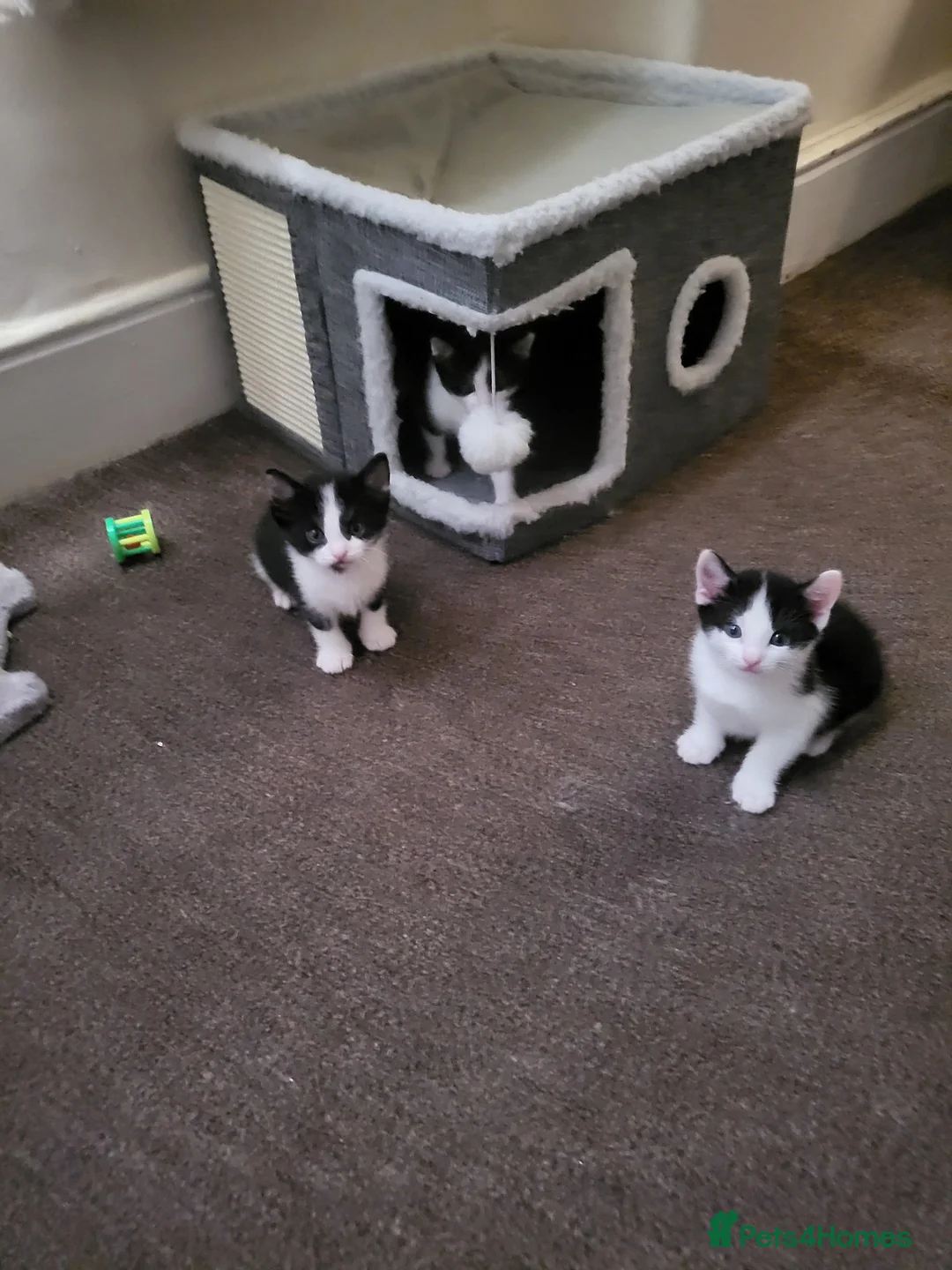 Mixed Breed cats for sale: 3 male black and white kittens 😸  - Advert 1