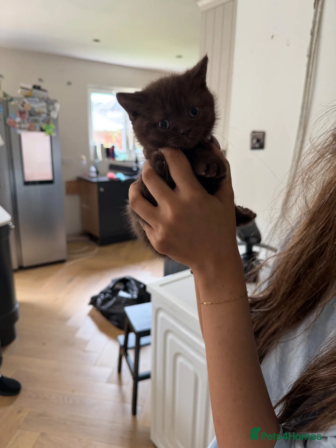 British Shorthair cats for sale: 6 Pure British Shorthair Kittens Ready to Reserve - Advert 16