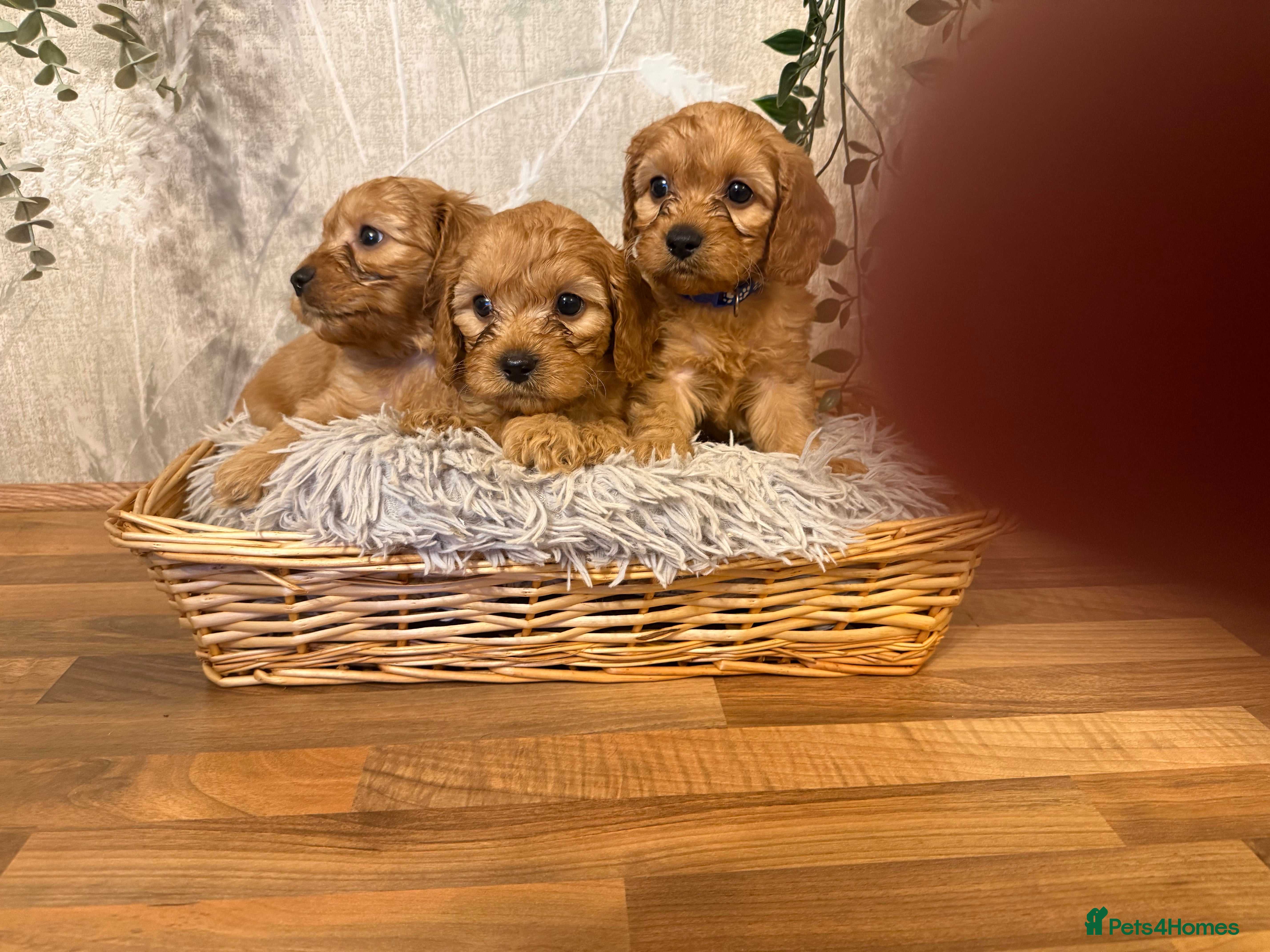 Cavapoo dogs Beautiful F1 Cavapoos  - Advert 4