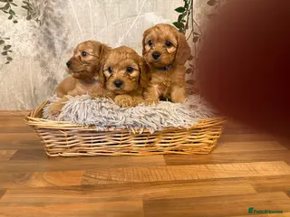 Cavapoo dogs Beautiful F1 Cavapoos - Advert 5