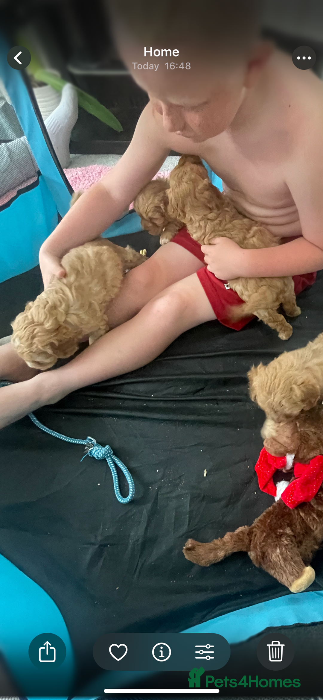 Cavapoo dogs for sale: F1 cavapoo - Image 4