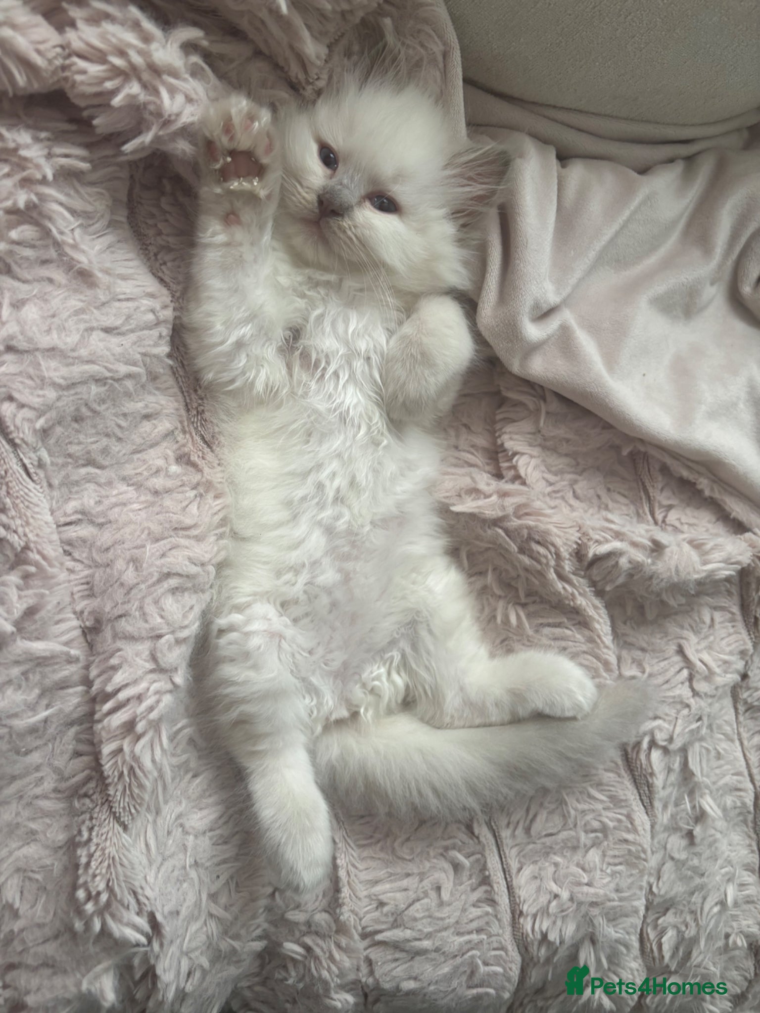 Ragdoll cats Stunning gccf lilac boy  available 💜💜 - Advert 12