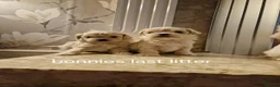 Maltipoo dogs for sale: Tiny Maltipoo puppies 🐶  - Advert 7