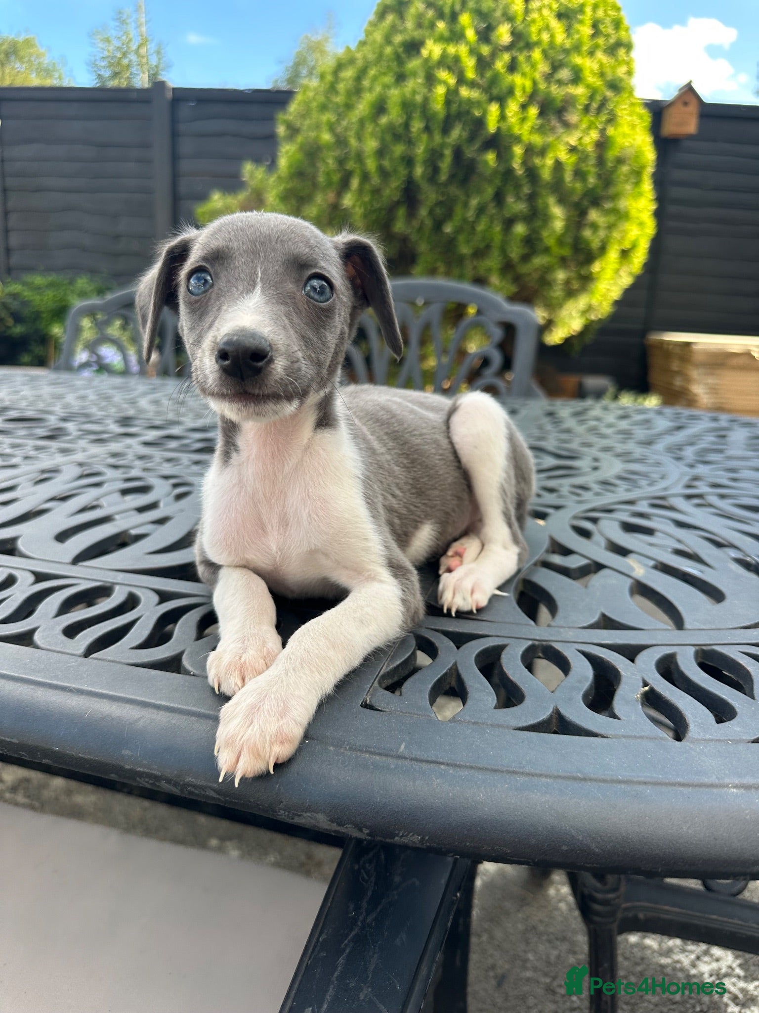 Whippet dogs Stunning litter of blue whippet puppies - Advert 5