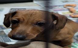 Dachshund dogs for sale: Daschund Puppies for sale - Ready Now *Reduced* - Image 5