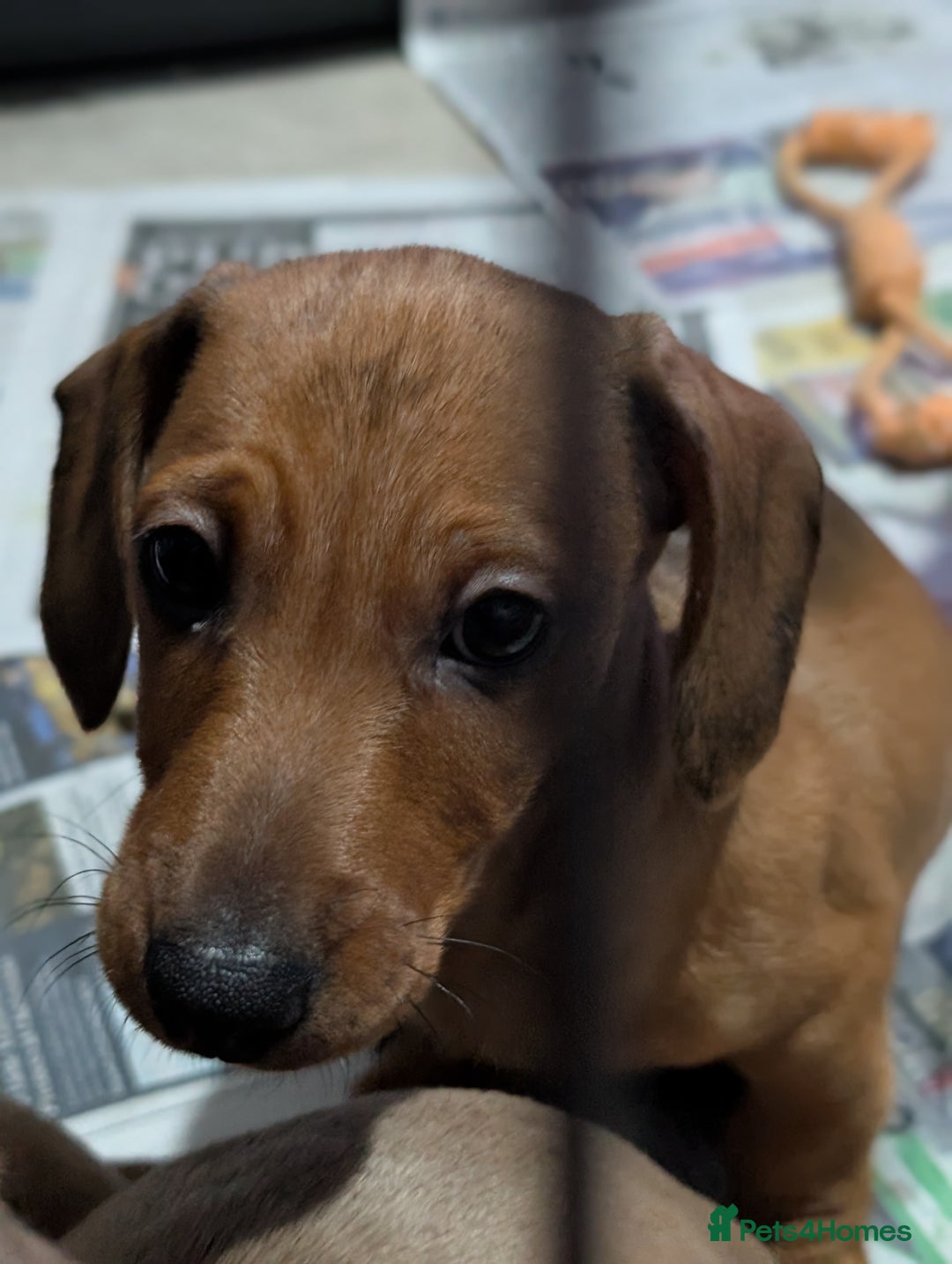 Dachshund dogs for sale: Daschund Puppies for sale - Ready Now *Reduced* - Image 5
