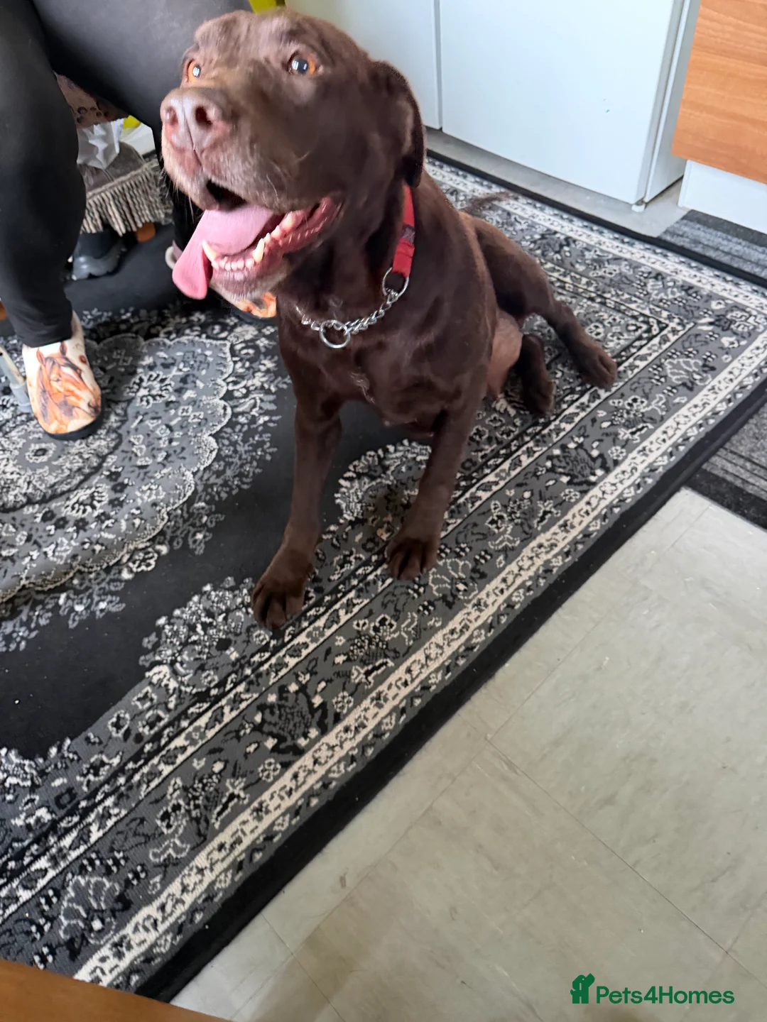 Labrador Retriever dogs for sale: Chocolate labrador girl 5 years old  - Advert 1