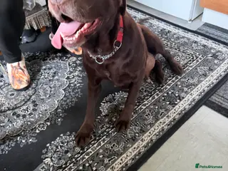 Labrador Retriever dogs Chocolate labrador girl 5 years old - Advert 5