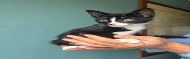 Black with white markings girl